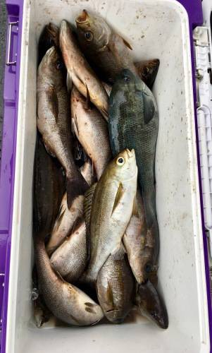 鵜来島家本渡船 釣果