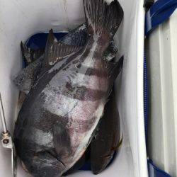 鵜来島家本渡船 釣果