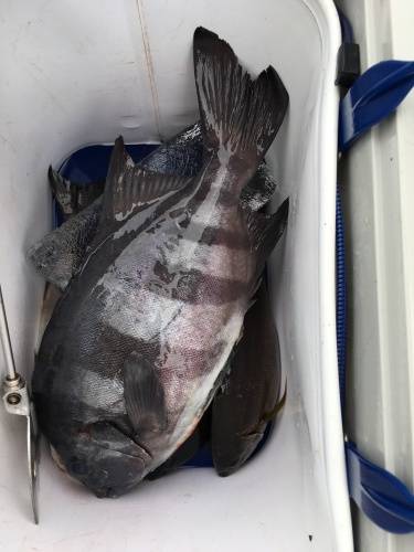 鵜来島家本渡船 釣果