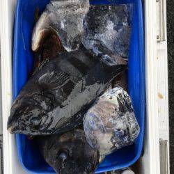 鵜来島家本渡船 釣果
