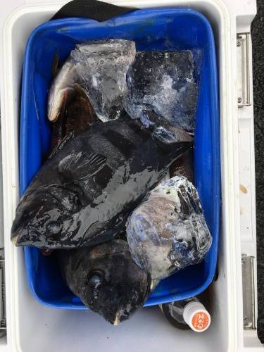 鵜来島家本渡船 釣果