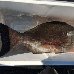 鵜来島家本渡船 釣果