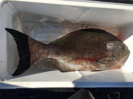 鵜来島家本渡船 釣果