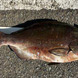 鵜来島家本渡船 釣果