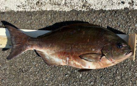 鵜来島家本渡船 釣果