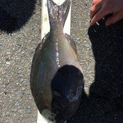 鵜来島家本渡船 釣果