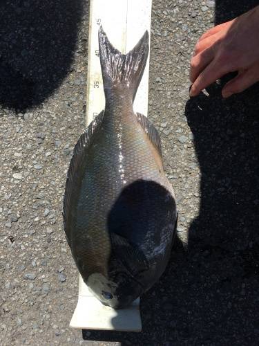 鵜来島家本渡船 釣果