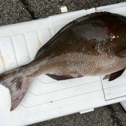 鵜来島家本渡船 釣果