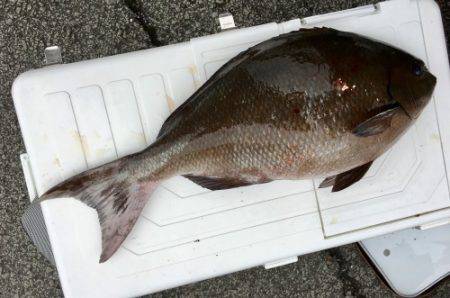 鵜来島家本渡船 釣果