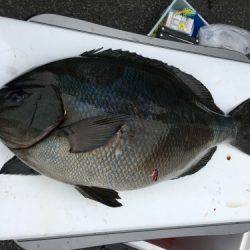 鵜来島家本渡船 釣果