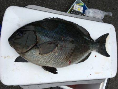 鵜来島家本渡船 釣果