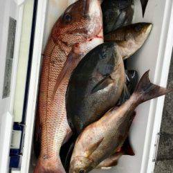 鵜来島家本渡船 釣果