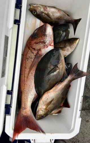 鵜来島家本渡船 釣果