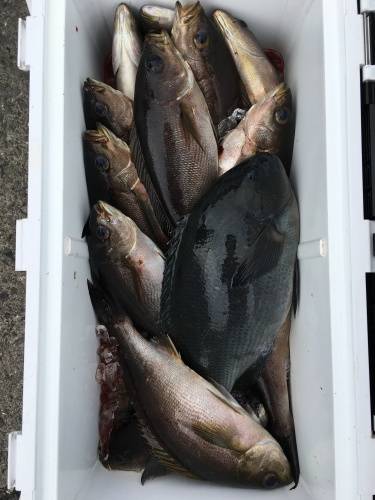 鵜来島家本渡船 釣果