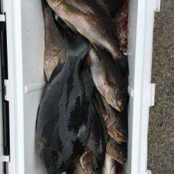 鵜来島家本渡船 釣果