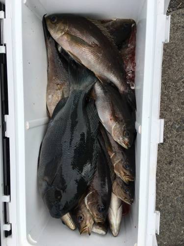 鵜来島家本渡船 釣果