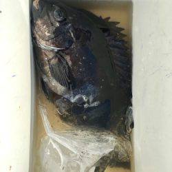 鵜来島家本渡船 釣果