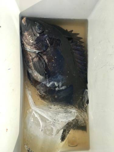 鵜来島家本渡船 釣果