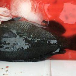 鵜来島家本渡船 釣果