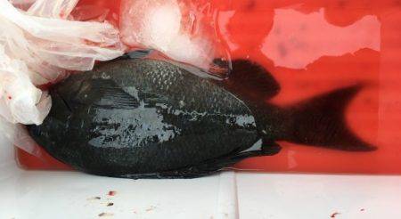 鵜来島家本渡船 釣果