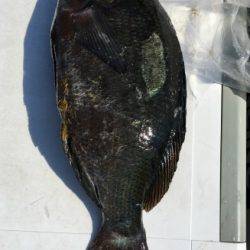 鵜来島家本渡船 釣果