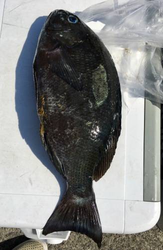 鵜来島家本渡船 釣果