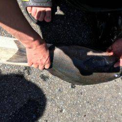 鵜来島家本渡船 釣果