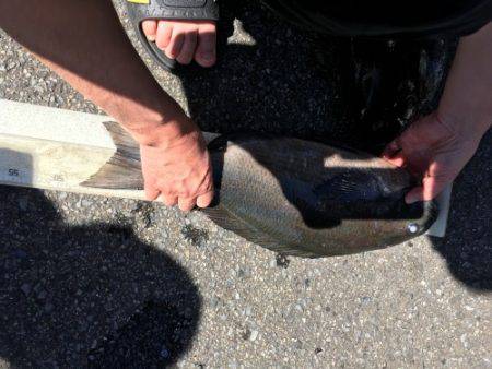 鵜来島家本渡船 釣果