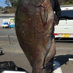 鵜来島家本渡船 釣果