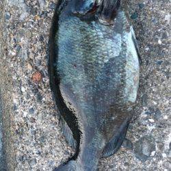 鵜来島家本渡船 釣果