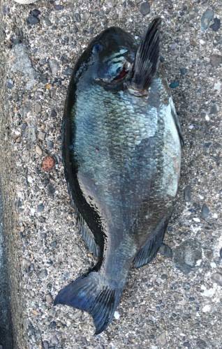 鵜来島家本渡船 釣果