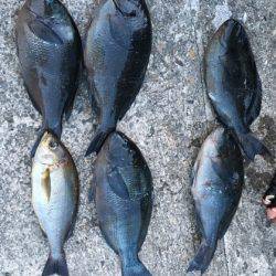 鵜来島家本渡船 釣果