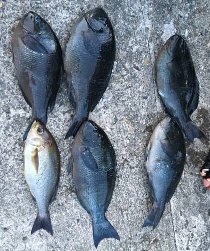 鵜来島家本渡船 釣果