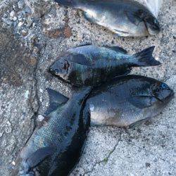 鵜来島家本渡船 釣果