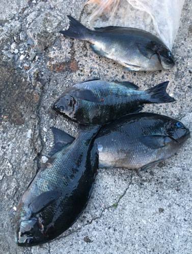 鵜来島家本渡船 釣果