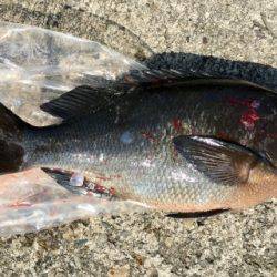 鵜来島家本渡船 釣果