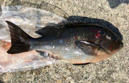 鵜来島家本渡船 釣果