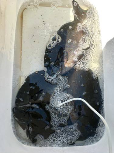 鵜来島家本渡船 釣果