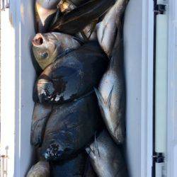 鵜来島家本渡船 釣果