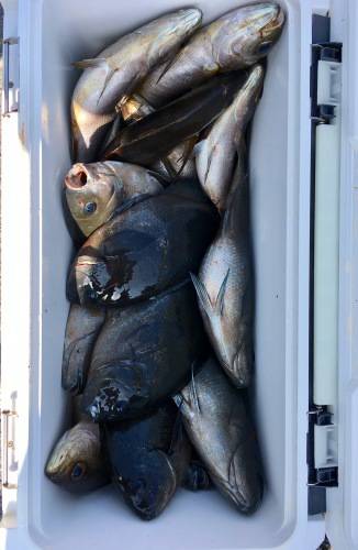 鵜来島家本渡船 釣果