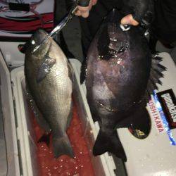 鵜来島家本渡船 釣果