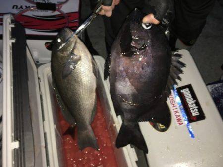 鵜来島家本渡船 釣果