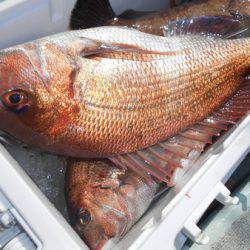 こうゆう丸 釣果