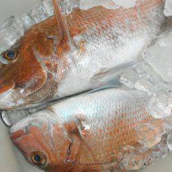 こうゆう丸 釣果