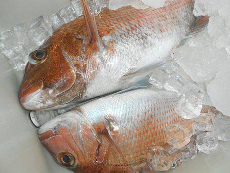 こうゆう丸 釣果