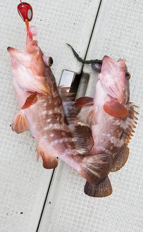 遊漁船　ニライカナイ 釣果