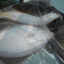 こうゆう丸 釣果