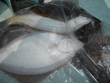 こうゆう丸 釣果