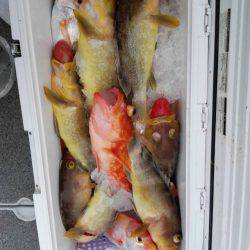 第二大福丸 釣果