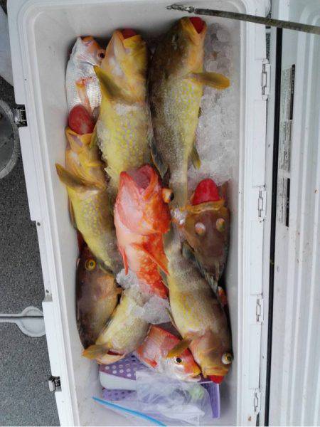 第二大福丸 釣果